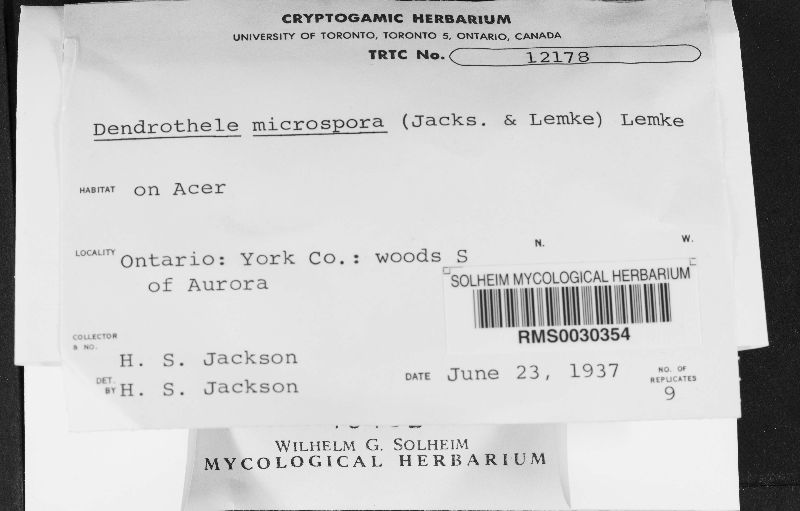 Dendrothele microspora image