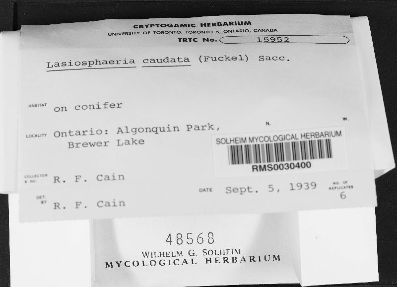 Lasiosphaeria caudata image