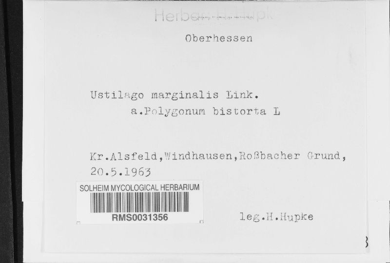 Microbotryum bistortarum image