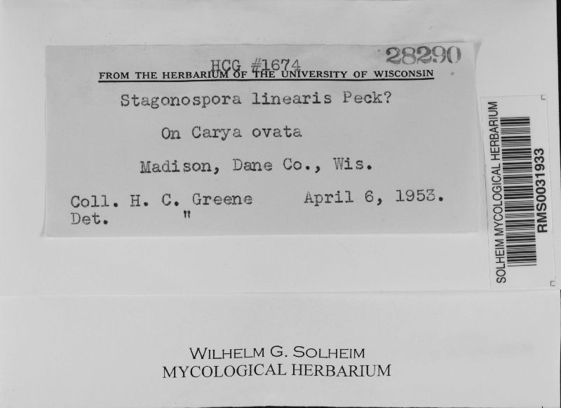 Stagonospora linearis image