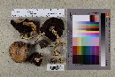Media resource of Agaricus cuniculicola