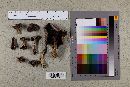 Media resource of Agaricus arorae