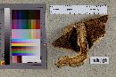 Media resource of Agaricus summensis