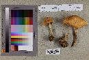Media resource of Agaricus smithii