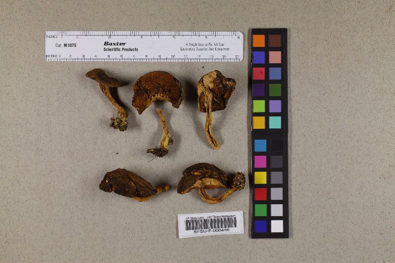 Boletus spadiceus var. rufobrunneus image