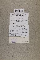 Media resource of Entoloma nanosordidum