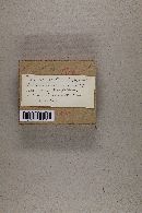 Gymnopilus luteocarneus image