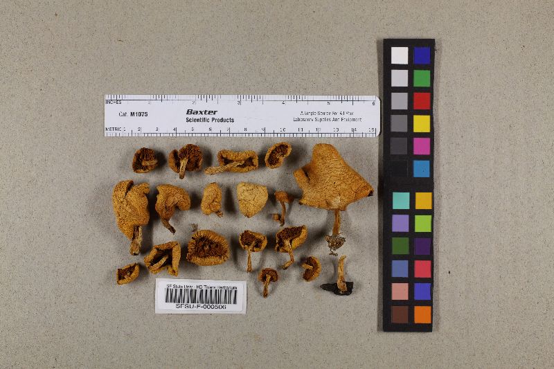 Gymnopilus subtropicus image