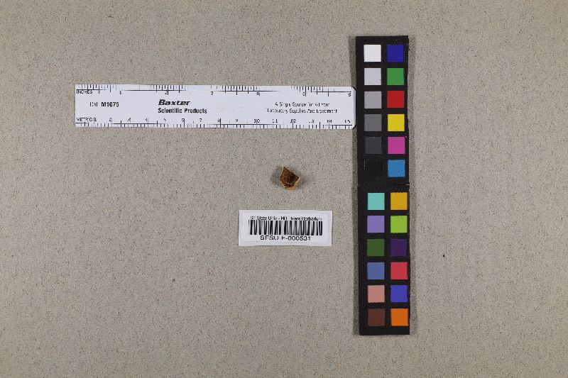 Xanthoconium stramineum image