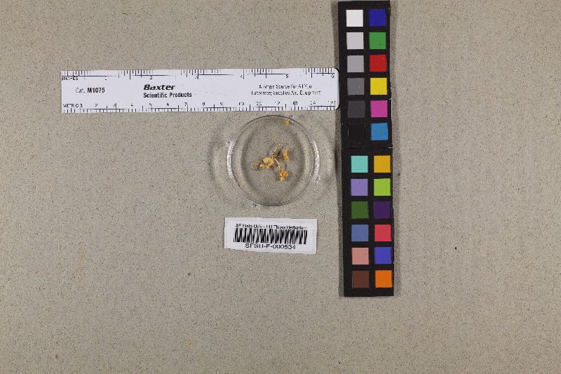 Hygrocybe hapuuae image