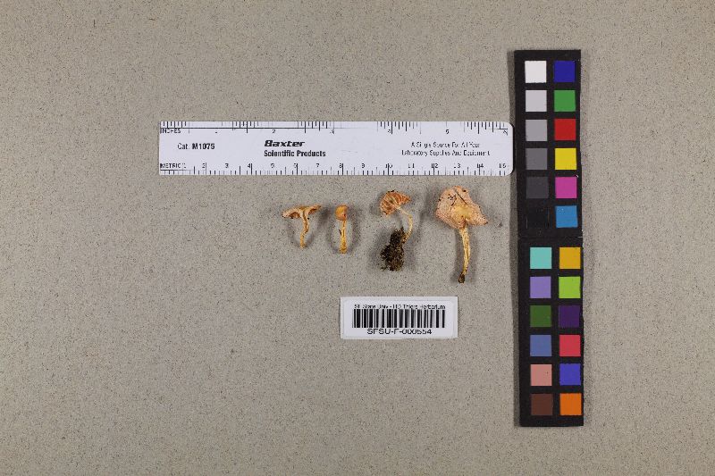 Hygrocybe noelokelani var. noelokelani image