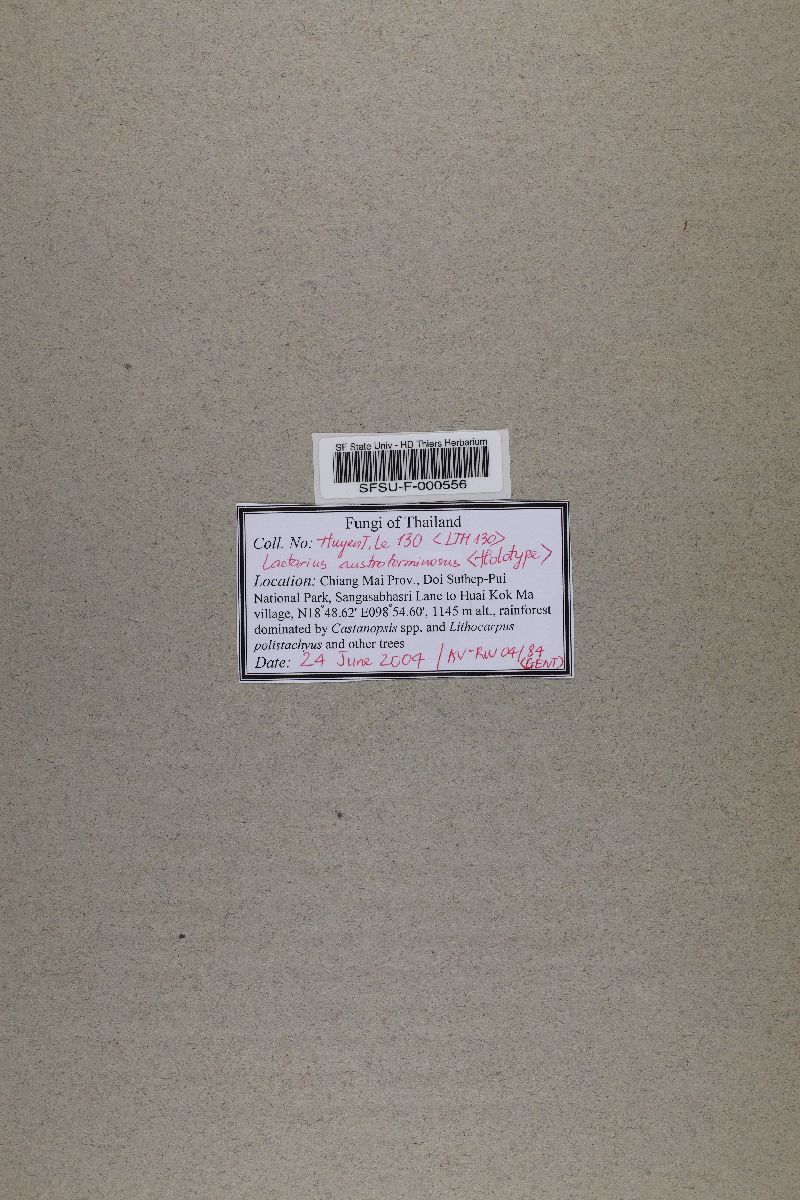 Lactarius austrotorminosus image