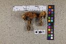 Media resource of Leccinum aeneum