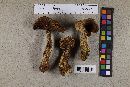 Media resource of Leccinum arbuticola