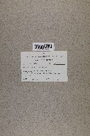 Leccinum arbuticola image