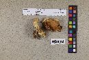 Media resource of Leccinum armeniacum