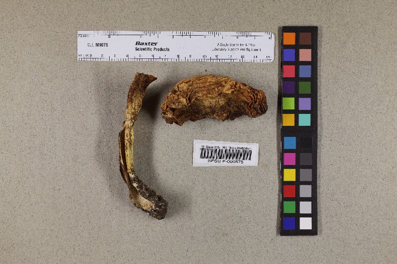 Leccinum constans image