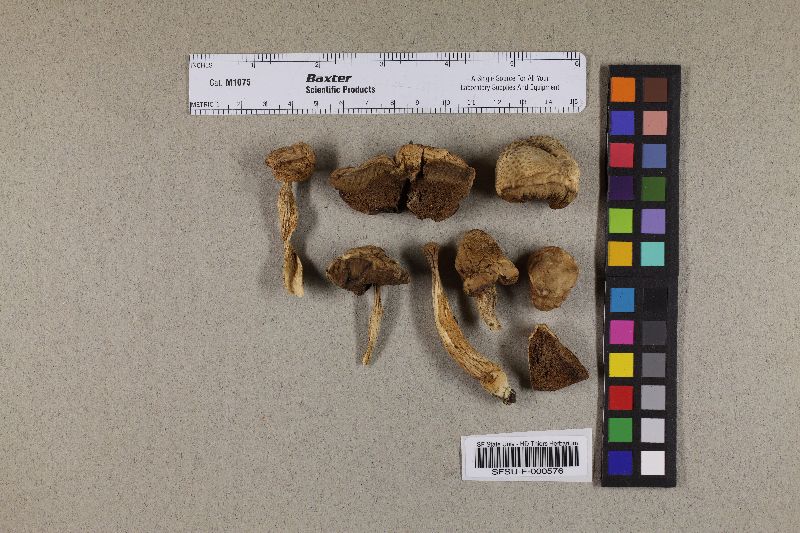 Leccinum californicum image