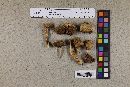Media resource of Leccinum californicum