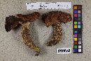 Media resource of Leccinum largentii