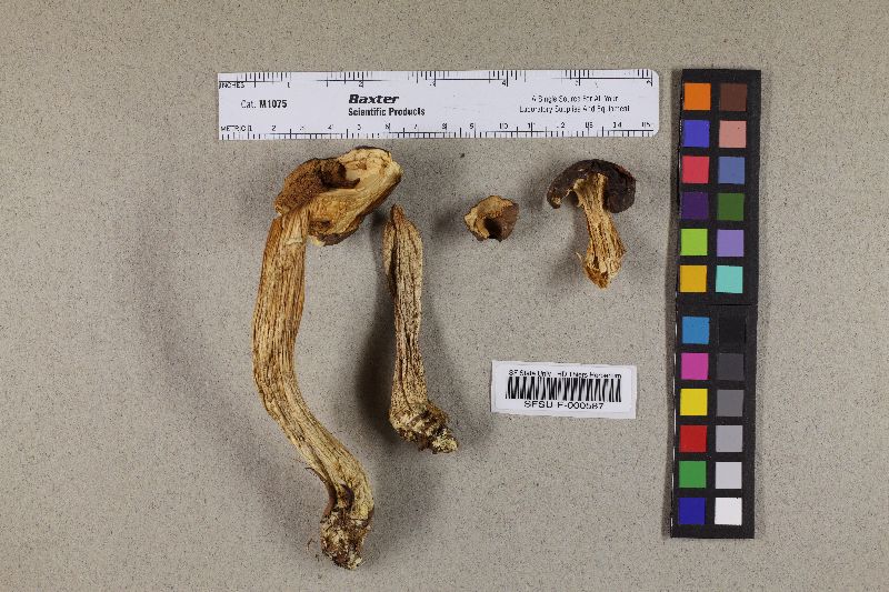 Leccinum variicolor image