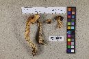 Media resource of Leccinum variicolor