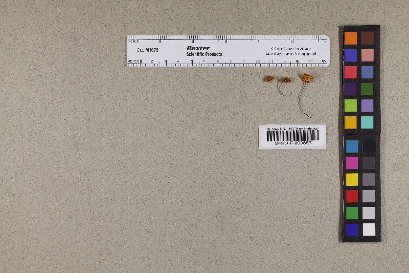 Marasmius radiatus image