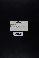 Boletochaete bicolor image