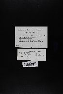 Boletus chrysenteron image