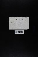 Boletus chrysenteron image