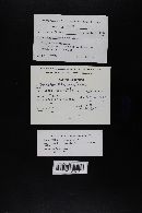 Boletus chrysenteron image