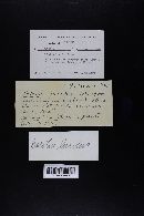 Boletus luridus image