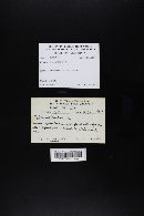 Boletus subtomentosus image