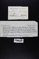 Boletus zelleri image