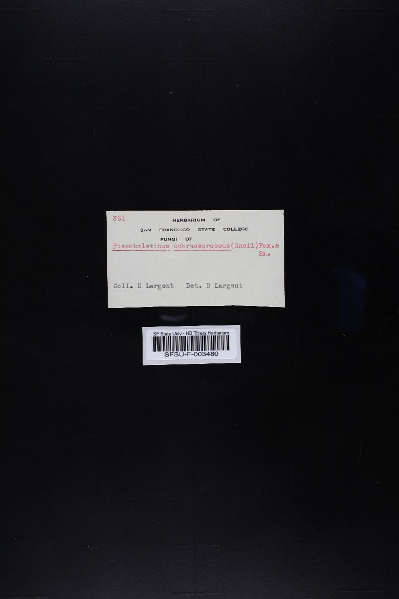 Suillus ochraceoroseus image