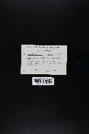 Gastroboletus subalpinus image