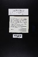 Media resource of Gastrosuillus laricinus