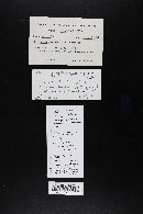 Gyroporus castaneus image