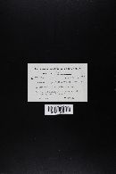 Leccinum insigne image