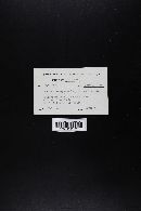 Leccinum insigne image