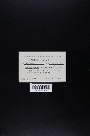 Leccinum insigne image