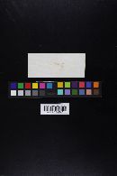 Thumbnail image of current specimen