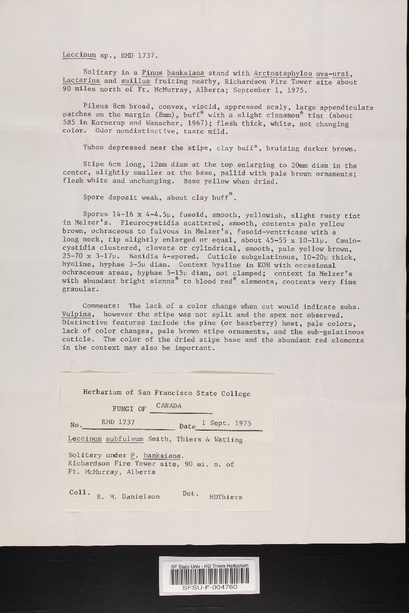 Leccinum subfulvum image