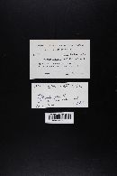 Leccinum snellii image