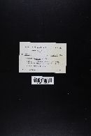 Leccinum vulpinum image