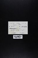 Suillus americanus image