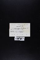 Suillus bovinus image