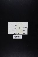 Suillus brevipes image