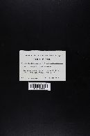 Suillus brevipes image