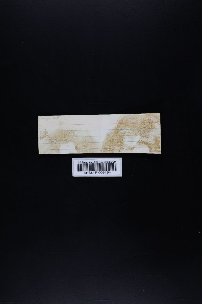 Suillus lakei var. pseudopictus image